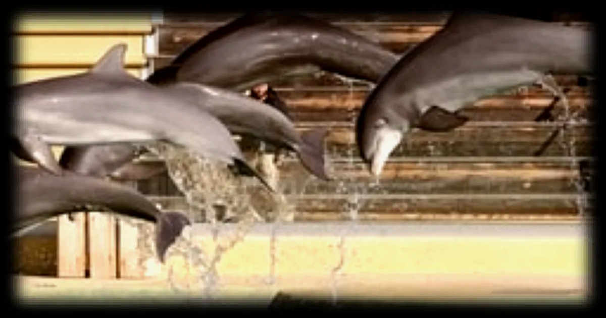 Marineland : le transfert de huit dauphins vers l’Espagne a commencé
