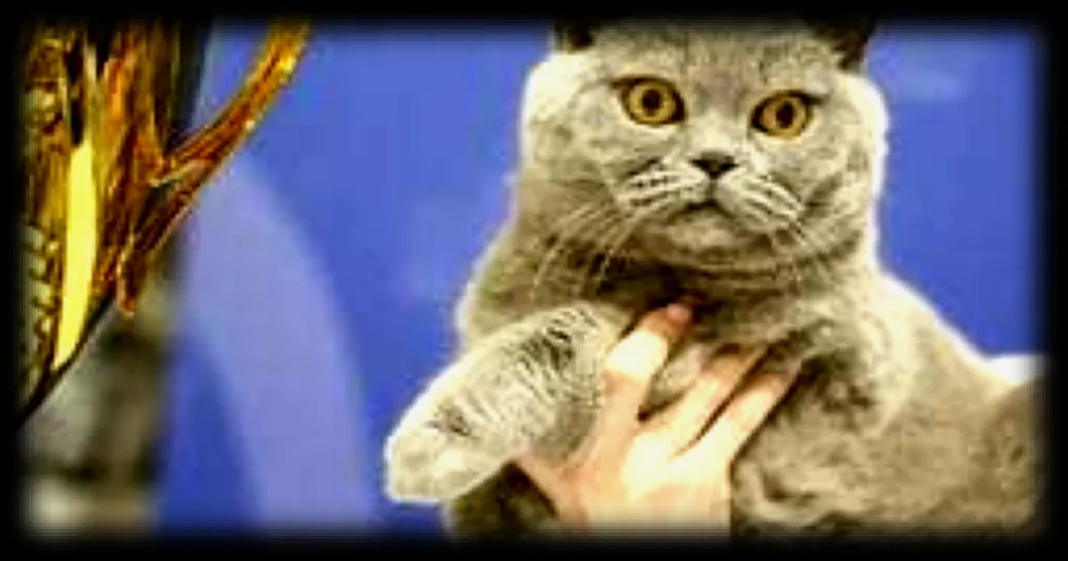 Maximus, le chat du Premier ministre belge, star des réseaux sociaux et nouveau pronostiqueur de la Coupe du monde 2026