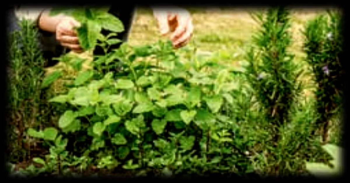 Mélisse : les multiples vertus de cette plante aromatique et ses modes d'utilisation