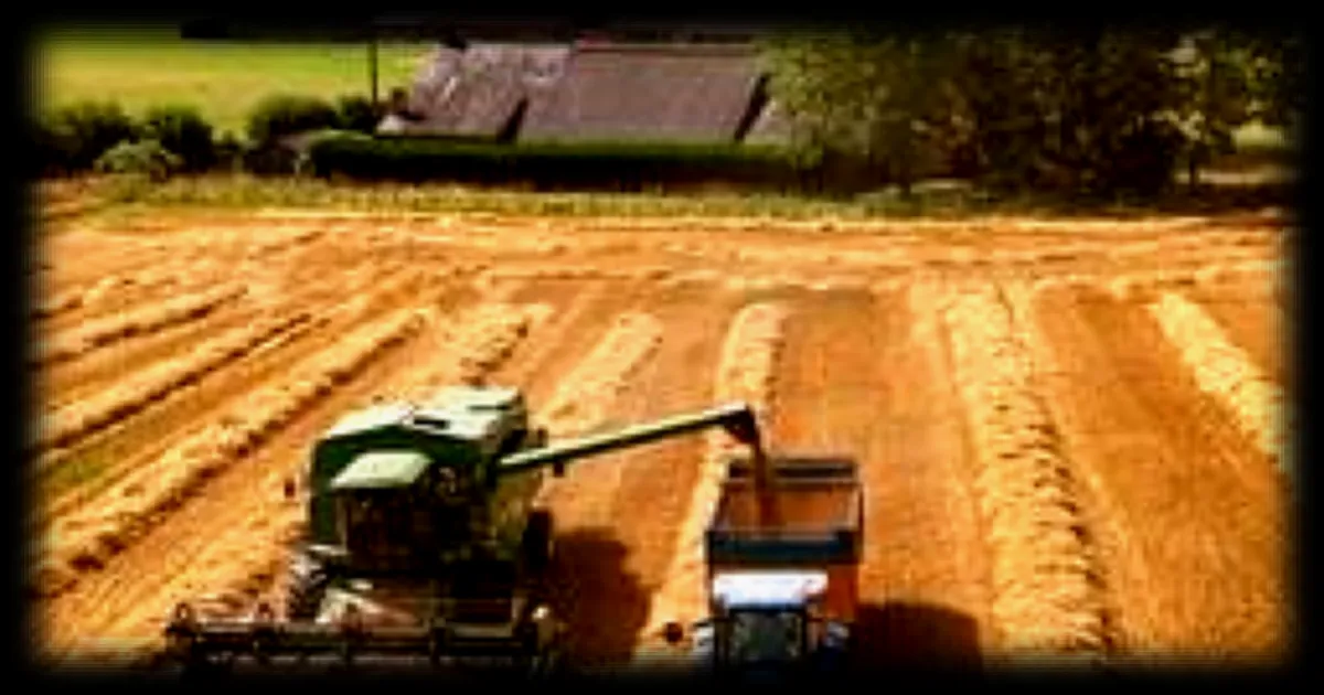 Moissons précoces dans l’Ouest : des récoltes sous haute tension en pleine canicule