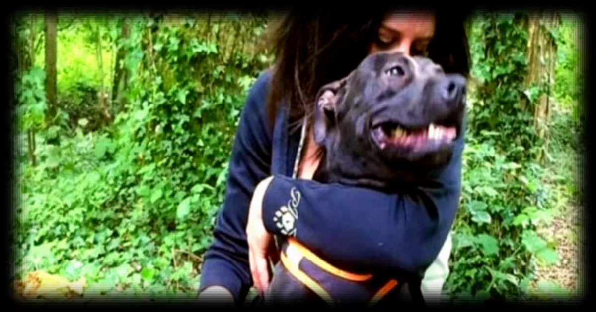 Mort d'Elisa Pilarski : une pétition pour épargner le chien Curtis