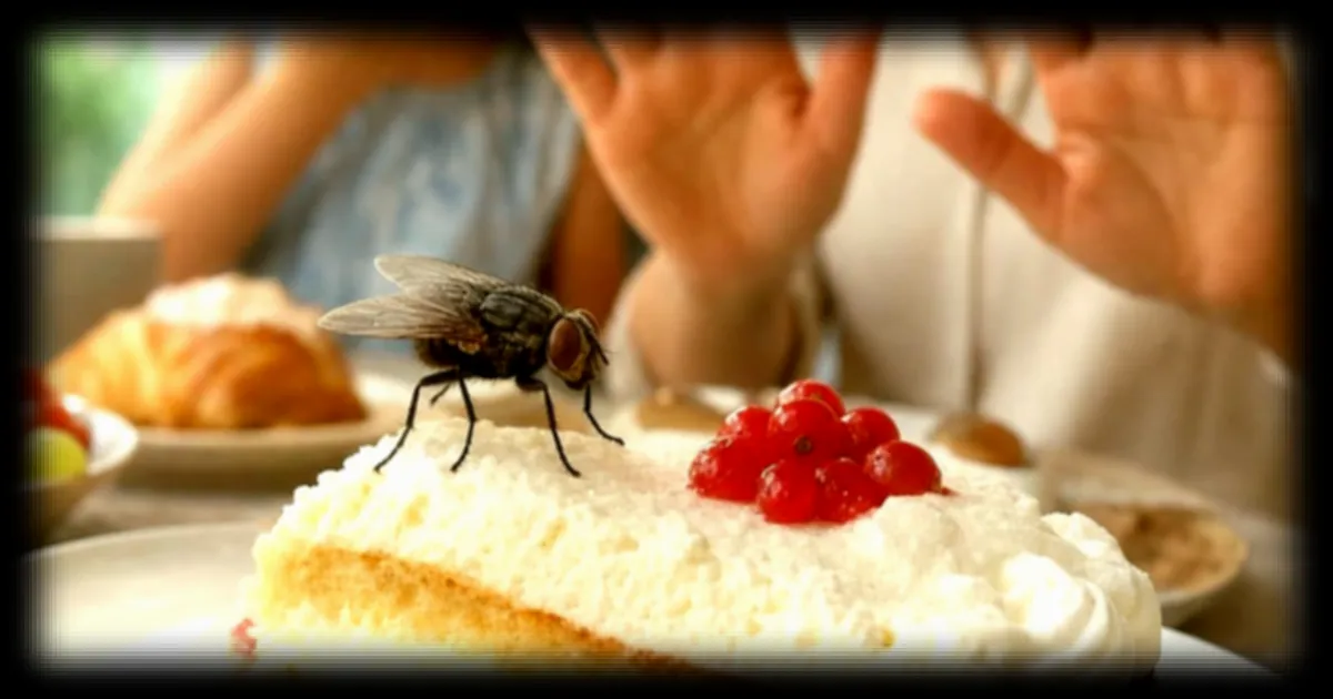 Mouche sur un plat : ce qu’elle transporte vraiment et quand il faut s’inquiéter