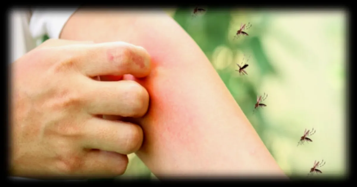 Moustiques : comment ces insectes repèrent-ils leurs cibles et pourquoi certaines personnes attirent-ils davantage leurs piqûres ?