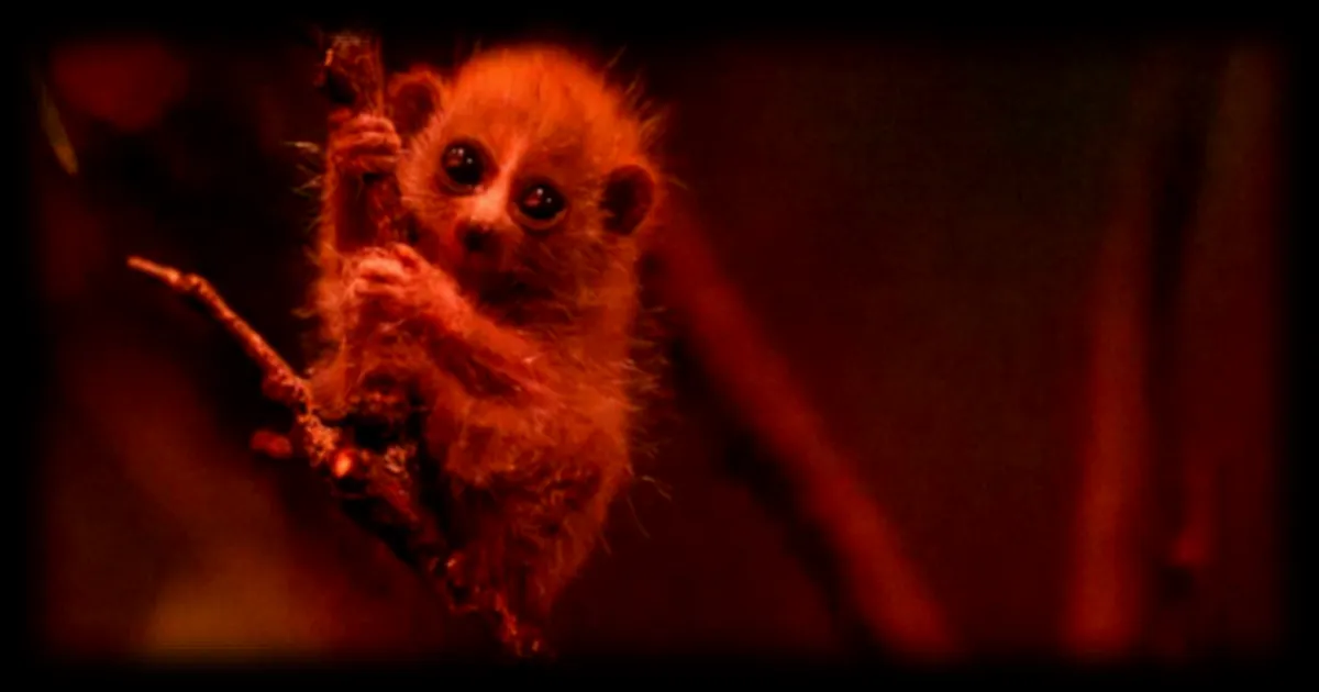 Naissance d'un bébé loris pygmée au zoo du Bronx : un événement rare et précieux