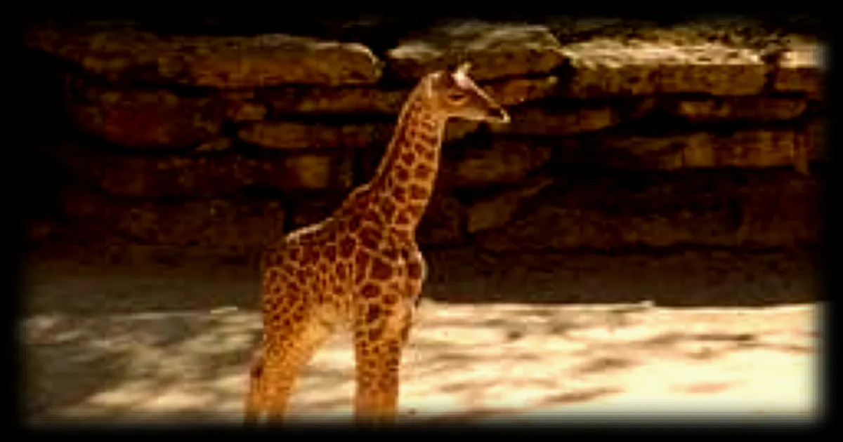 Naissance d'un nouveau girafon au Bioparc de Doué-en-Anjou