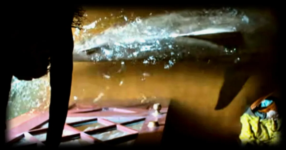 Netflix lance un nouveau film intitulé Thrash mettant en scène des requins