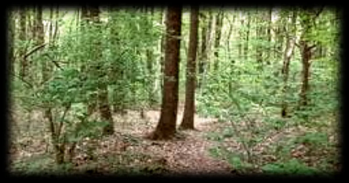 Neuf nouvelles réserves biologiques en France : plus de 157 000 hectares de forêts supplémentaires protégés