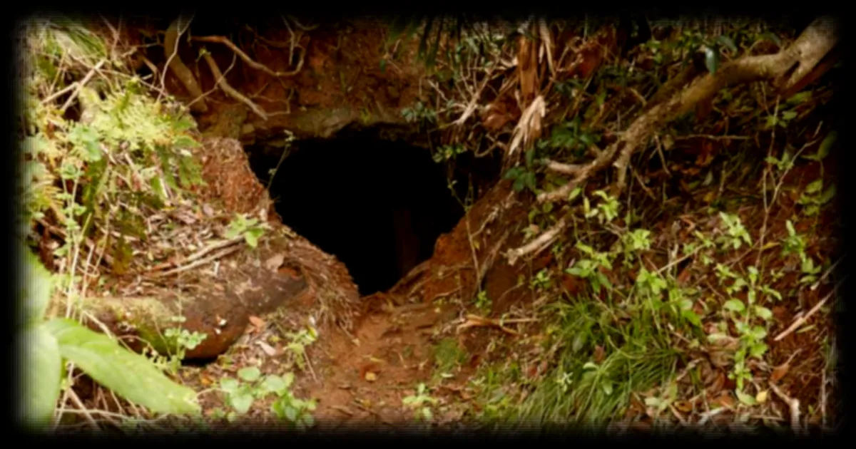 Nouvelle-Zélande : une grotte vieille d’un million d’années révèle une biodiversité disparue avant l’arrivée de l’Homme