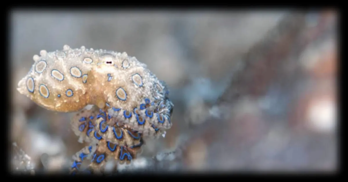 Ocean Photographer of the Year 2026 : les plus belles images sous-marines révélées avant l'annonce des lauréats