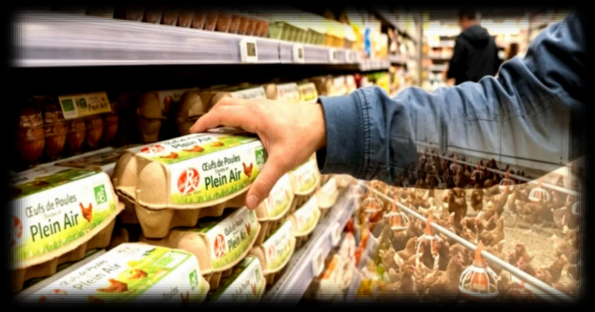Œufs et volailles 'plein air' : Comment cette regle meconnue permet de les vendre meme enfermes des mois
