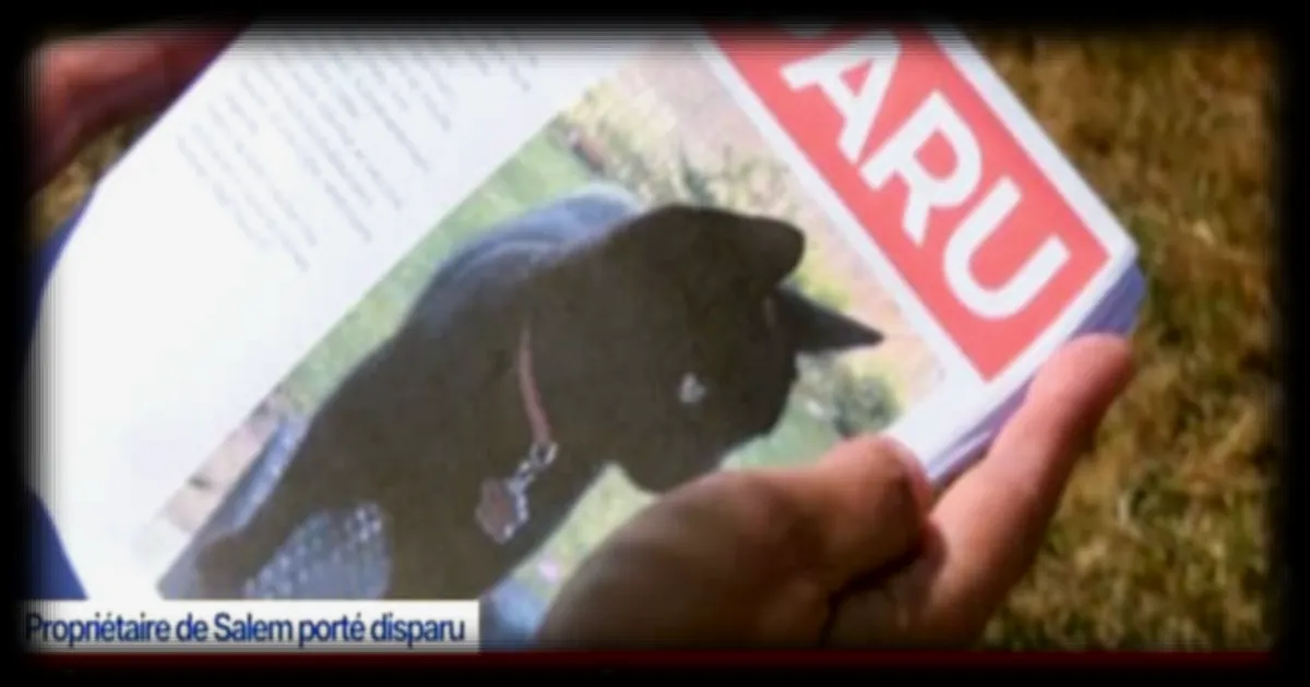 Onze chats disparus en trois mois dans une commune du Finistère : l’enquête en cours