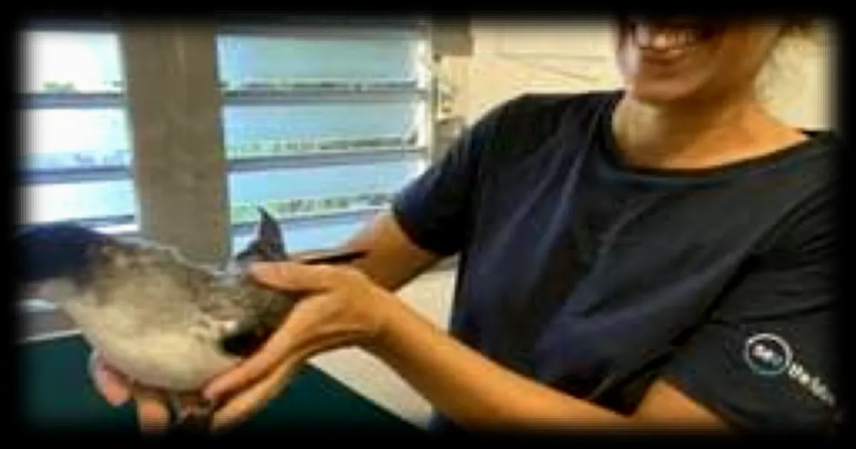 Opération "Nuits sans lumière" à La Réunion pour sauver les pétrels de Barau : déjà 900 oiseaux échoués