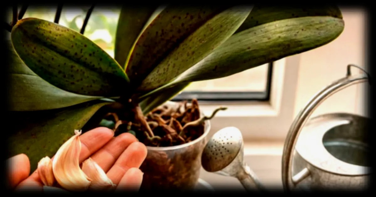 Orchidées : l’ail, un remède naturel contre les parasites et les taches brunes selon Top Santé