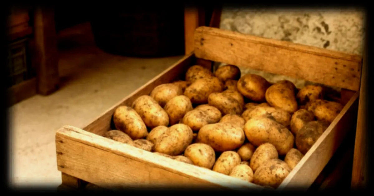 Où conserver ses pommes de terre pour prolonger leur fraîcheur ? Les experts recommandent cette méthode