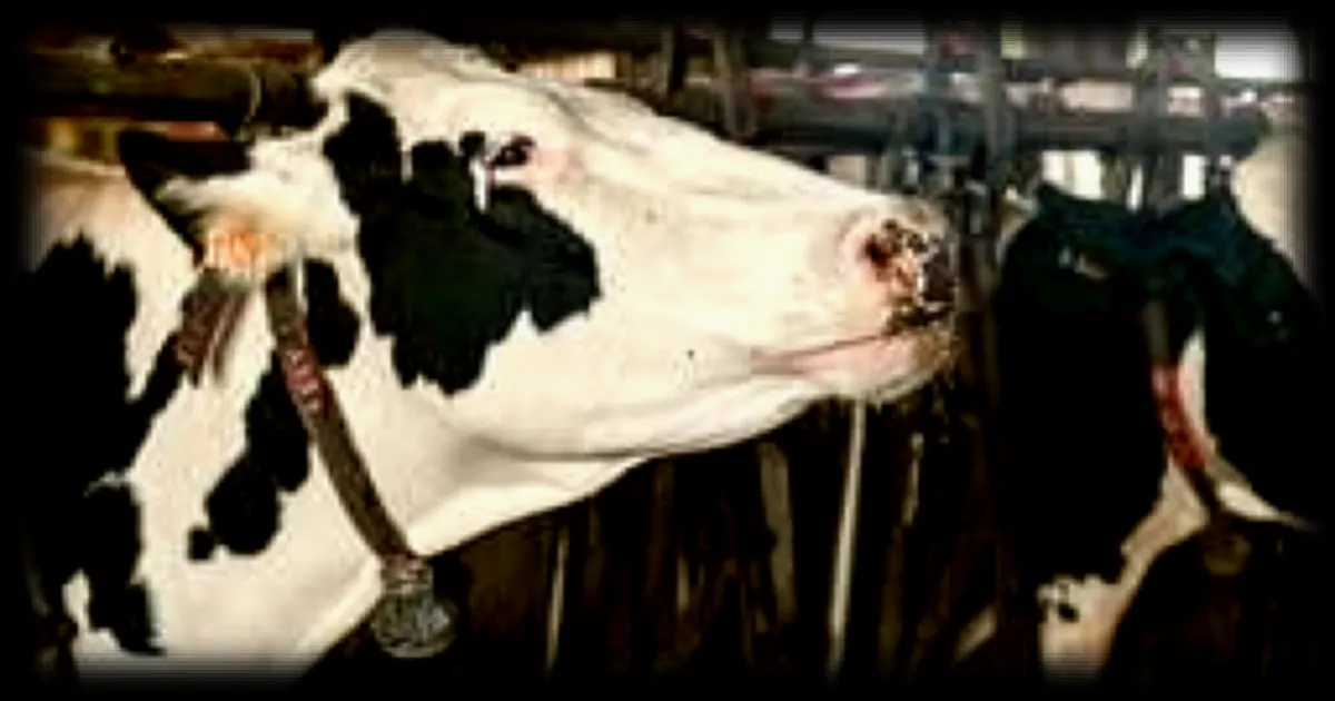 Ouest Lait propose une fusion à Lactéa pour sortir du boycott de Savencia