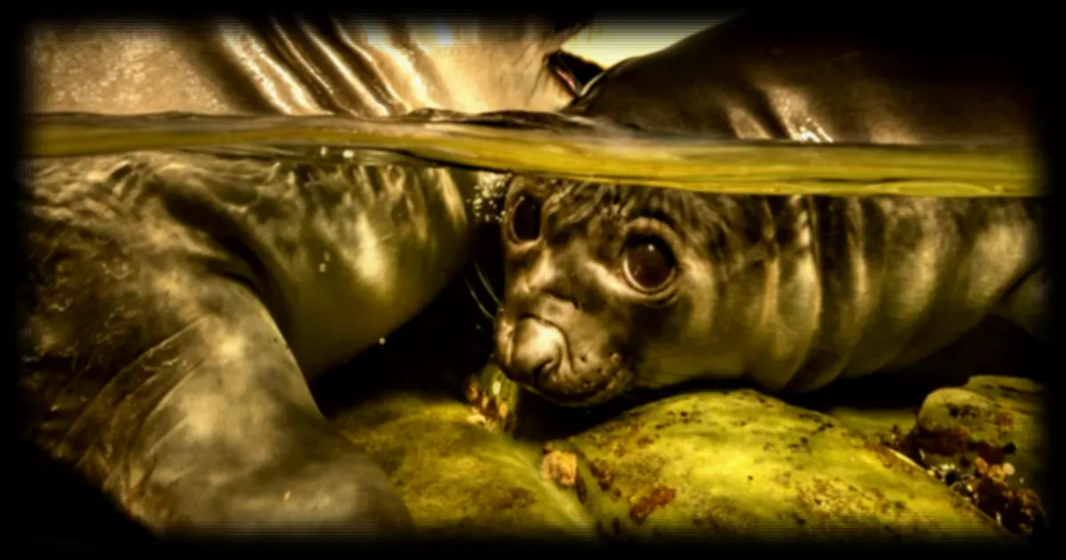 Palmarès UPY 2026 : les photographies sous-marines primées et leurs messages écologiques