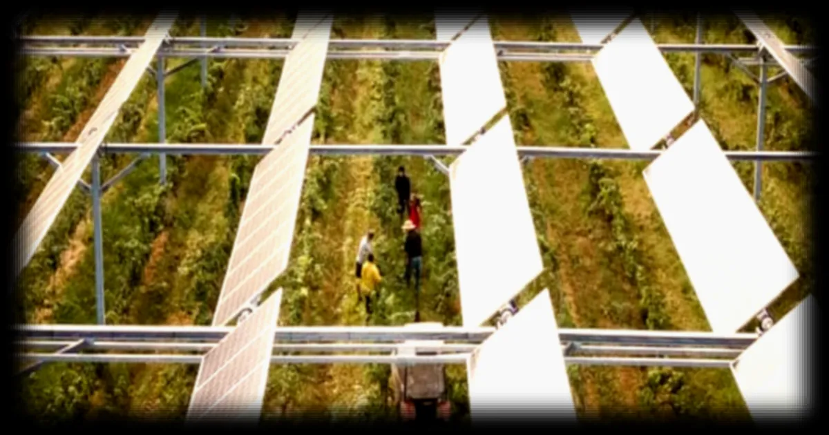 Panneaux solaires dans les vignobles : une solution climatique menacée par la réglementation