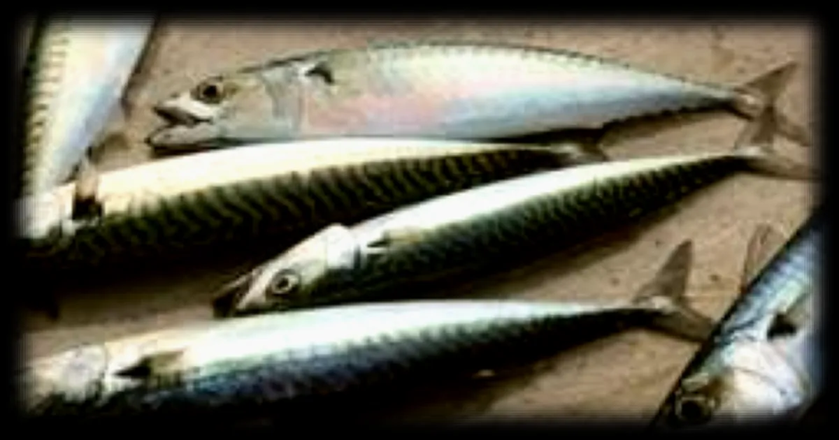 Pêche de loisir : le quota de maquereau passe à dix poissons par jour