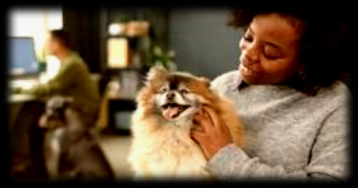 Peut-on emmener son chien au travail ? Quelle est la reglementation en vigueur ?