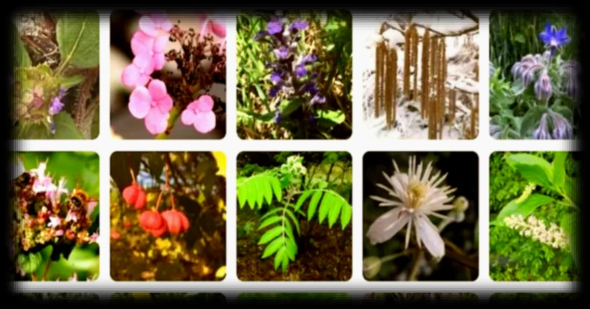 PlantNet, le « Shazam des plantes » : 1,3 milliard de photos pour faire avancer la science