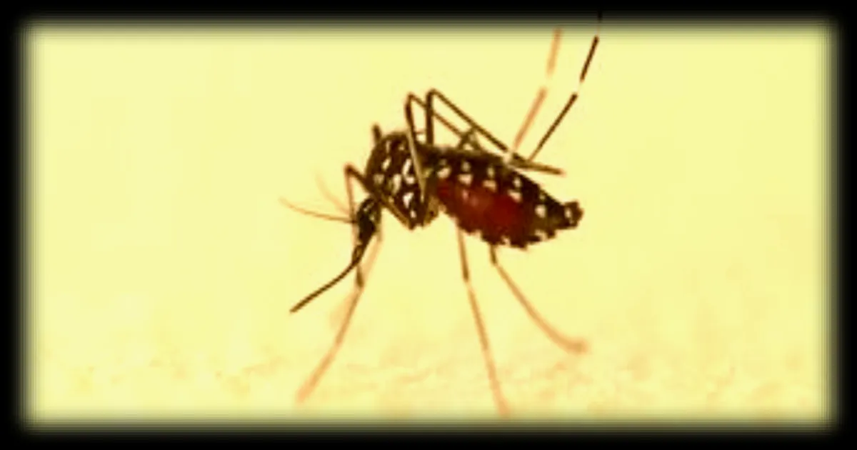 Plus de 210 cas importés de chikungunya, dengue et Zika recensés en France hexagonale depuis début mai