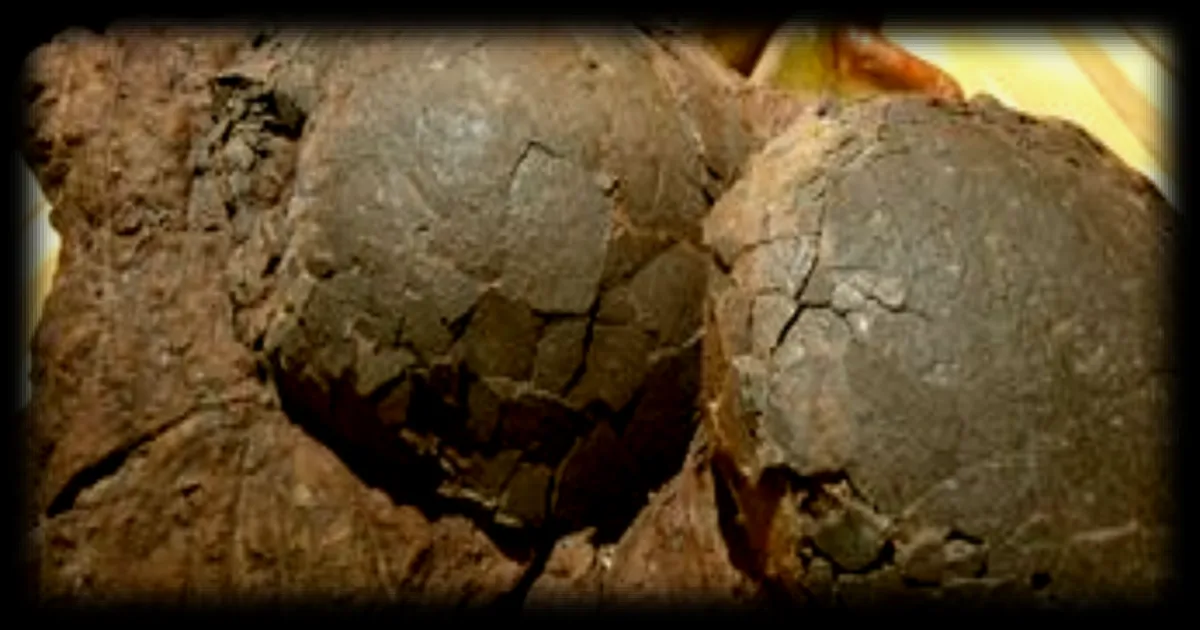 Plus d'une centaine d'œufs de dinosaures exhumés à Mèze, dans l'Hérault, une découverte exceptionnelle