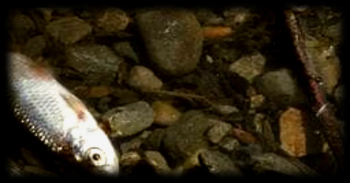 Pollution d'un Ruisseau en Charente : Découverte de Poissons Morts, les Origines Encore Inconnues