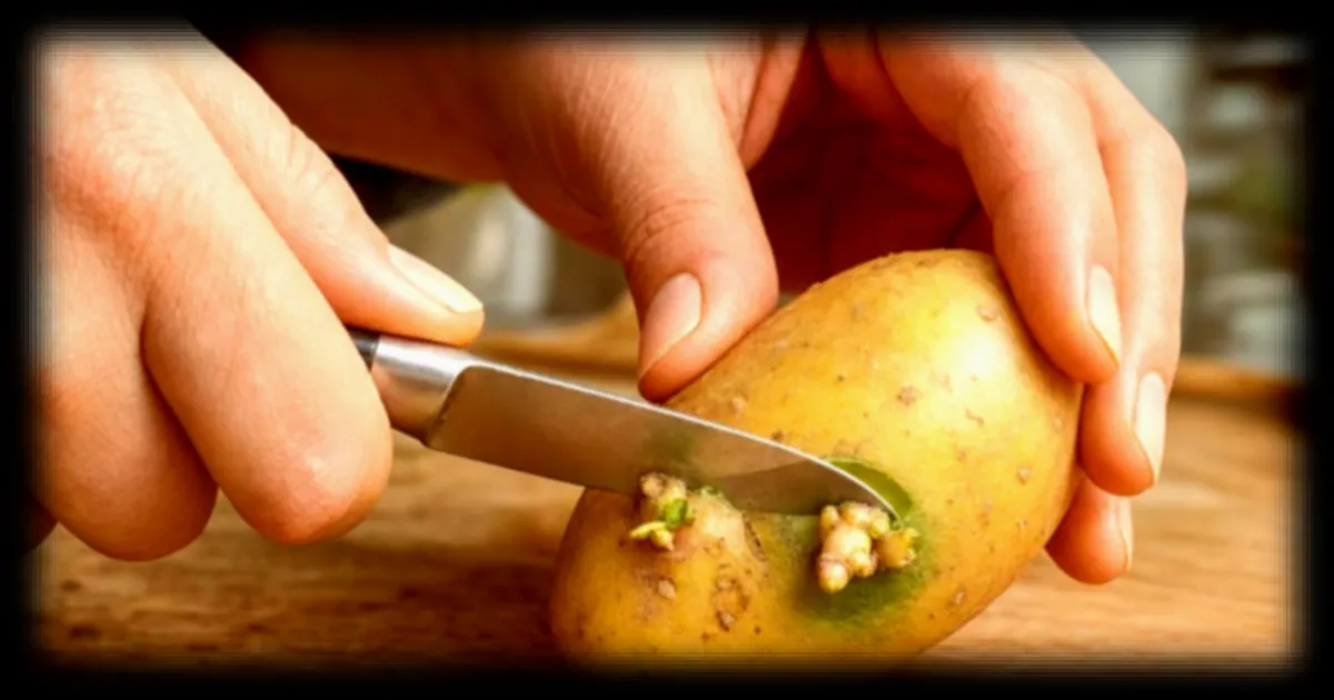 Pommes de terre germées : les précautions essentielles à respecter pour éviter un risque sanitaire