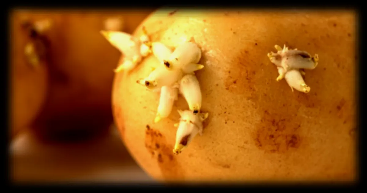 Pommes de terre germées : les risques potentiels pour la santé