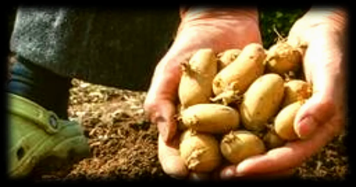 Pommes de terre : trois méthodes de culture à privilégier pour un rendement optimal