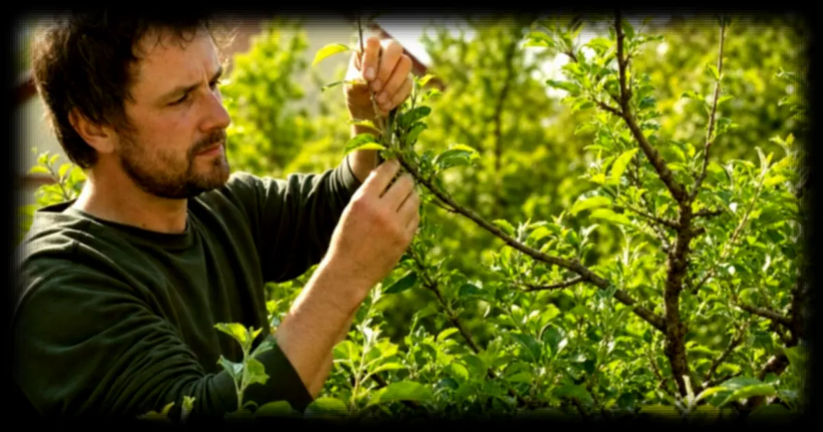 Pommier sans fruits : pourquoi vos arbres sont-ils si généreux en feuilles ? La solution se cache dans un geste ancestral