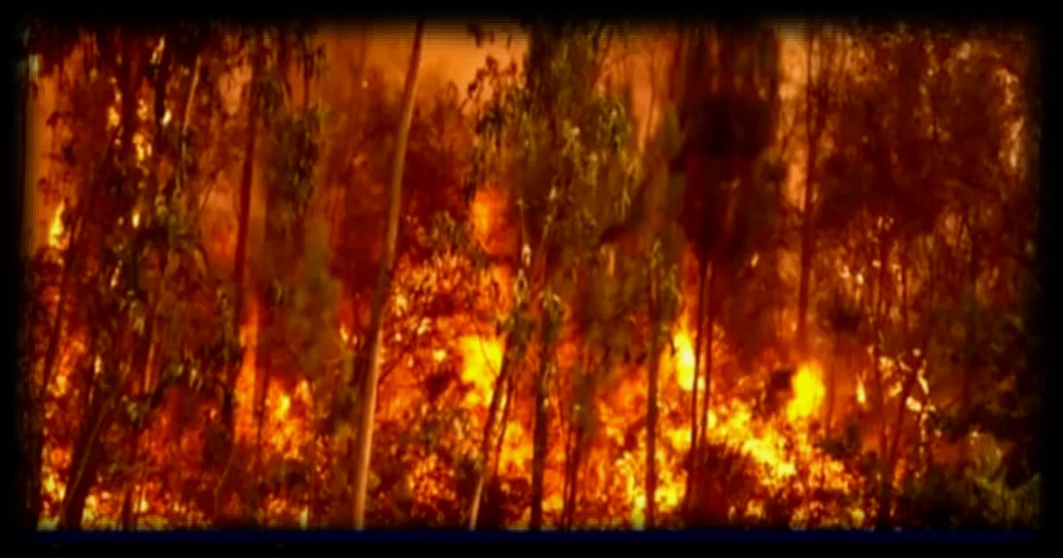 Portugal : près de 14 000 hectares ravagés par des incendies en quelques jours