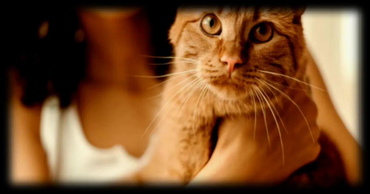 Posséder un chat doublerait-il le risque de schizophrénie ? Une étude australienne alerte les scientifiques