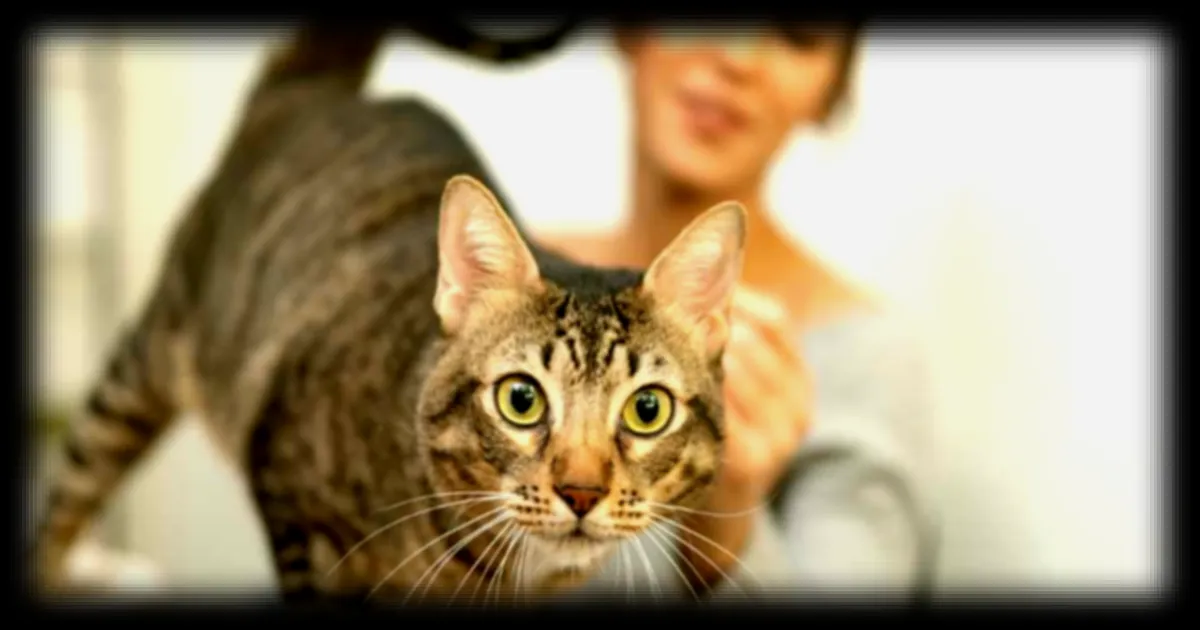 Pourquoi les chats retombent-ils toujours sur leurs pattes ? Des chercheurs japonais révèlent leur secret biomécanique