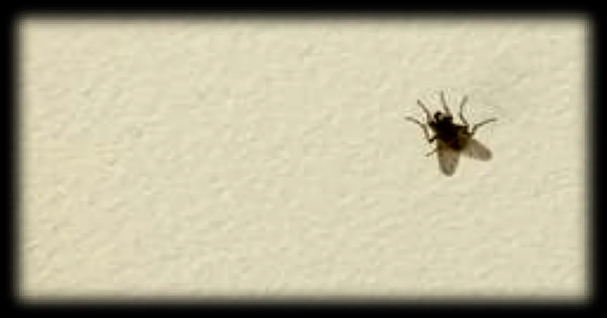 Pourquoi les insectes comme les mouches affectionnent-ils les plafonds ?