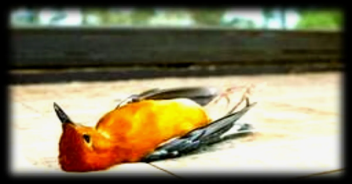 Pourquoi les oiseaux se heurtent aux baies vitrées au printemps : explications