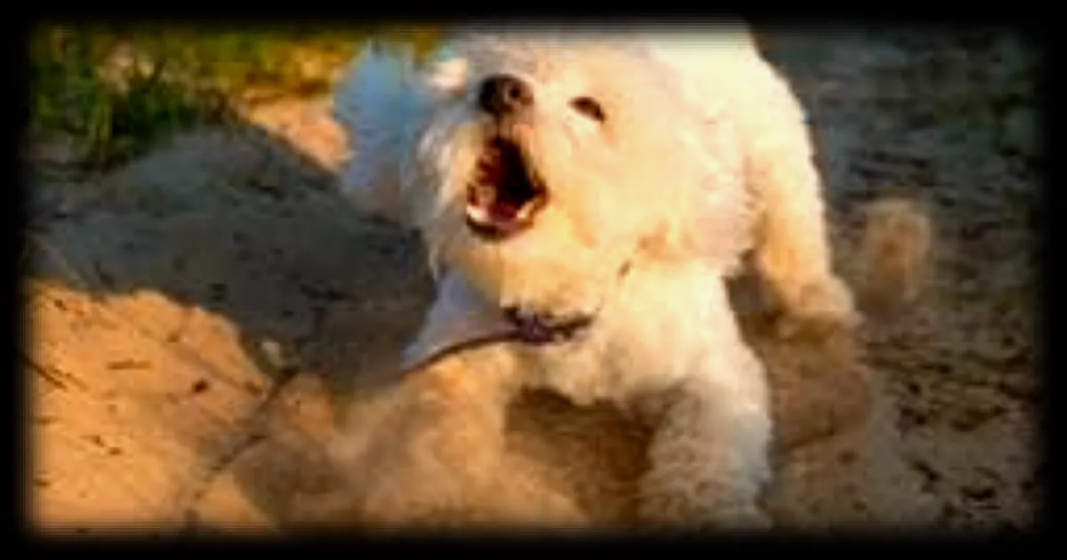 Pourquoi les petits chiens aboient-ils souvent plus que les gros ?