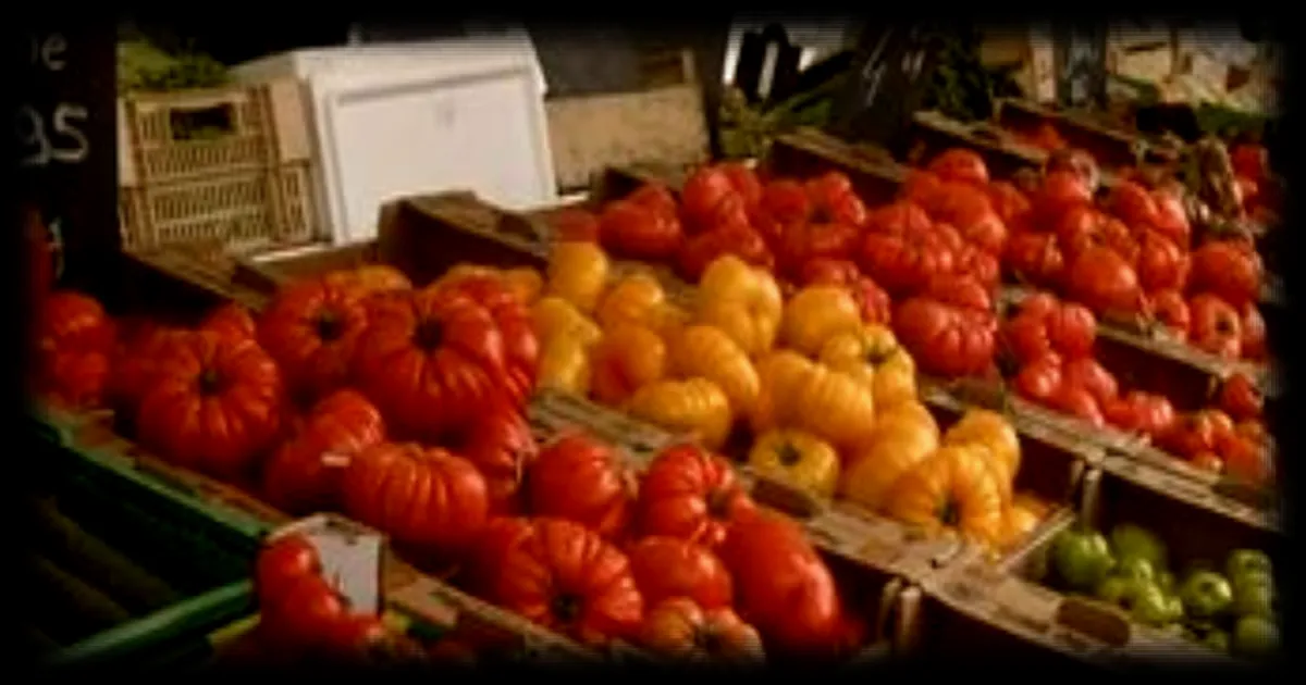 Pourquoi les tomates sont-elles plus chères cette année ? Explications sur l'augmentation des prix