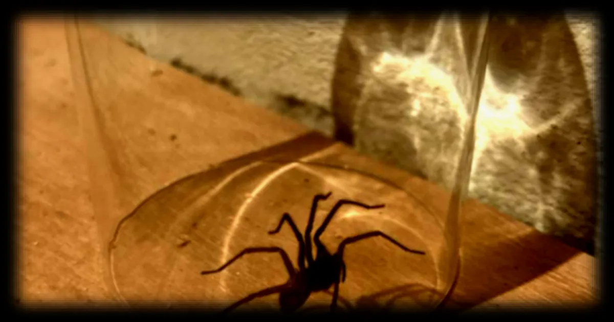 Pourquoi relâcher une araignée dehors peut s’avérer contre-productif selon les experts