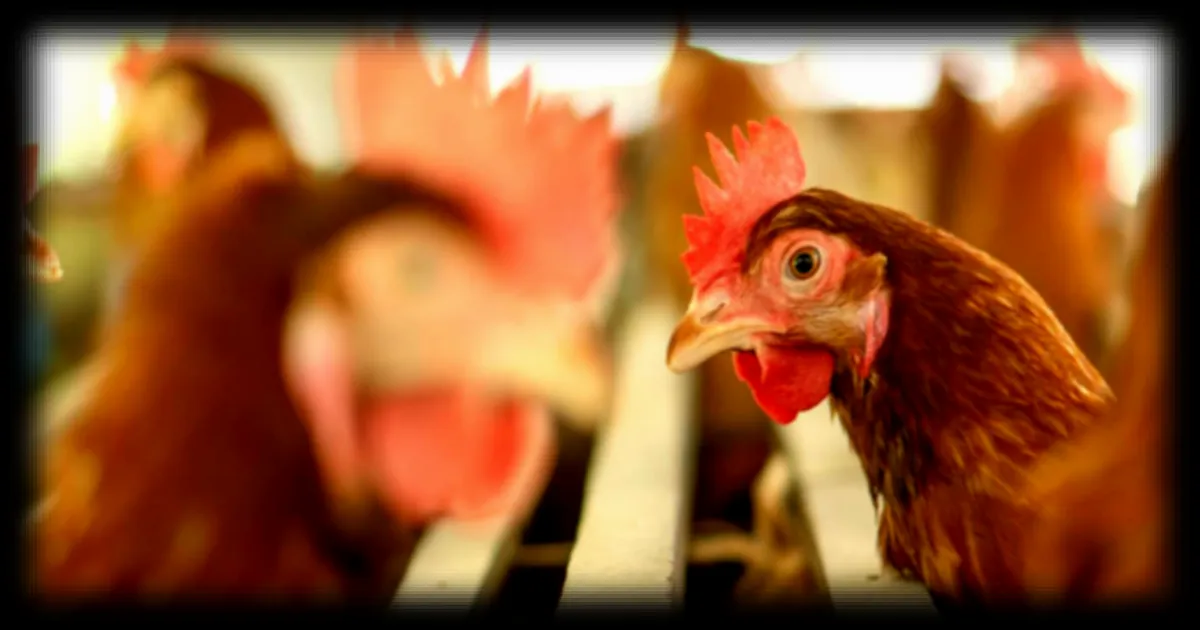 Premier cas de grippe H9N2 detecte en Europe : quelles implications ?