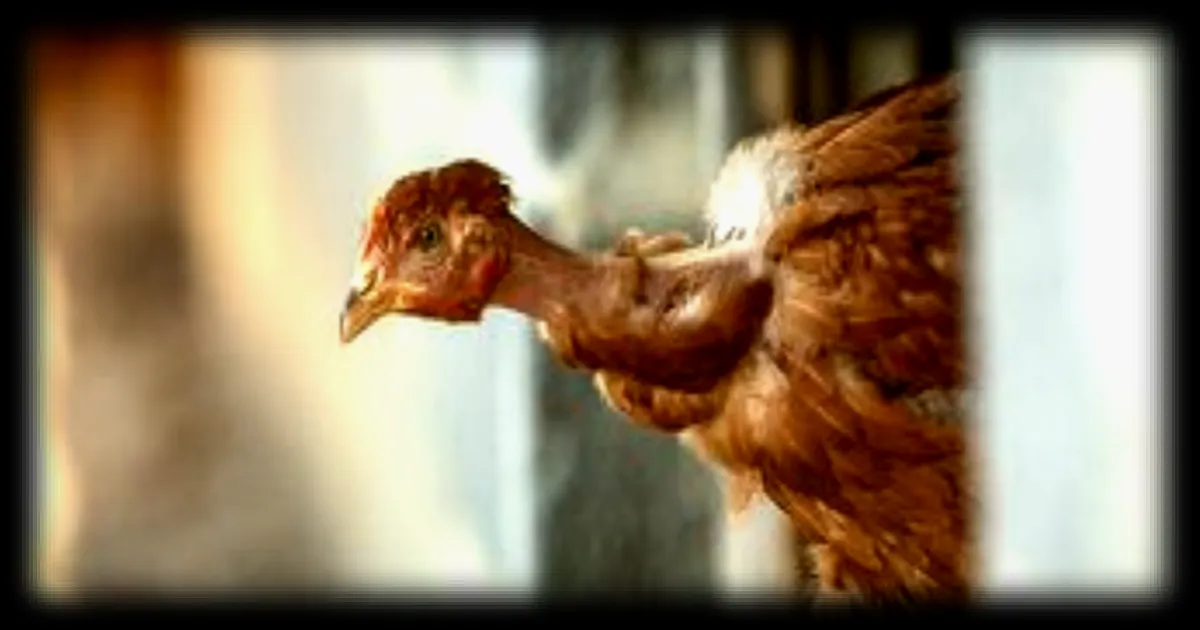 Premier foyer de grippe aviaire détecté dans le Tarn-et-Garonne : un élevage entièrement abattu