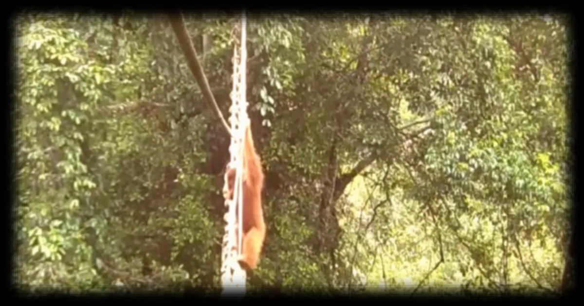 Premier passage aérien pour un orang-outan de Sumatra : un pont suspendu salvateur dans le nord de l'île