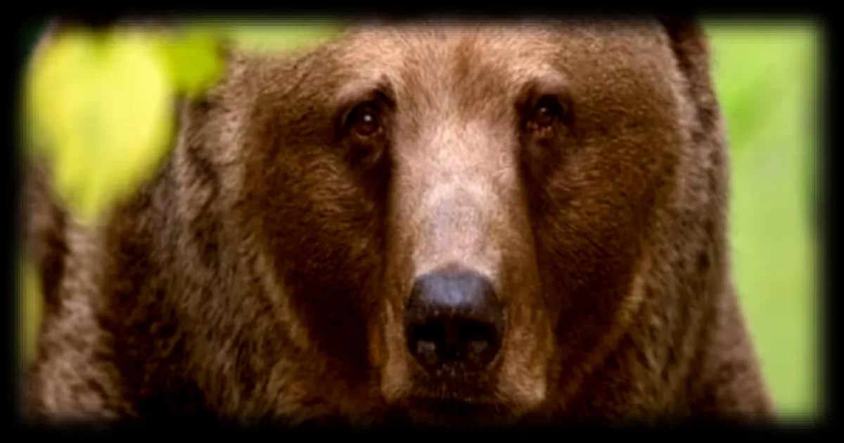 Première attaque mortelle d'ours confirmée en 2026 au Japon