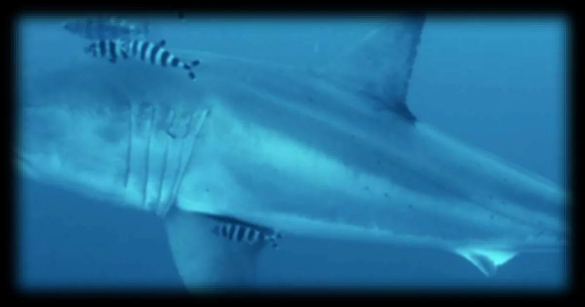 Première mondiale : un grand requin blanc filmé en Méditerranée, entre Sicile et Tunisie