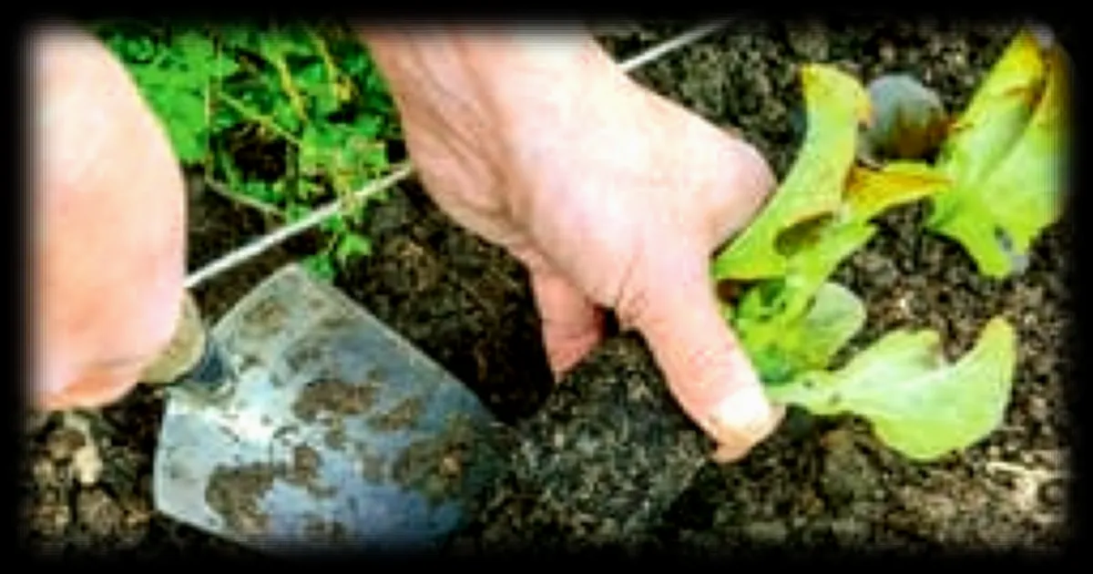 Préparer son jardin pour l'été : les gestes à faire en mars