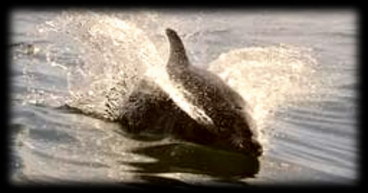 Présence d'un dauphin à Saint-Jean-de-Luz : la mairie rappelle l'interdiction de perturber l'animal