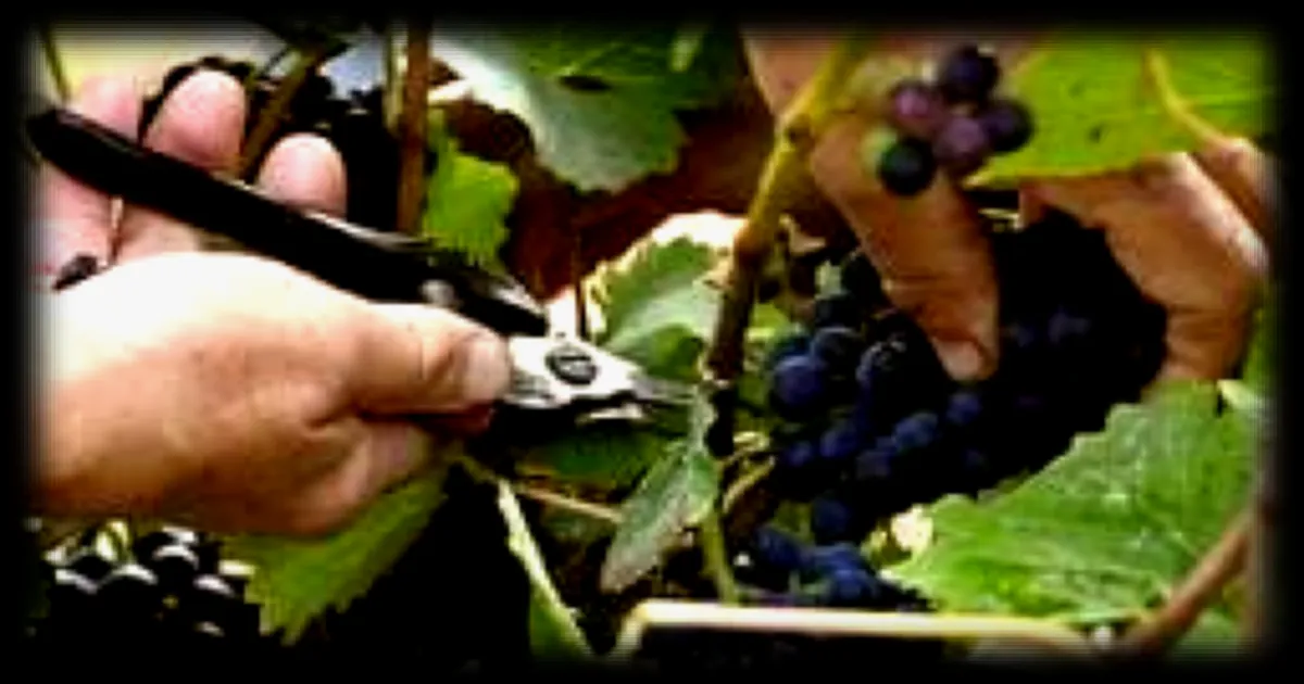 Prison ferme confirmée en appel pour une femme condamnée pour traite d’êtres humains lors des vendanges en Champagne