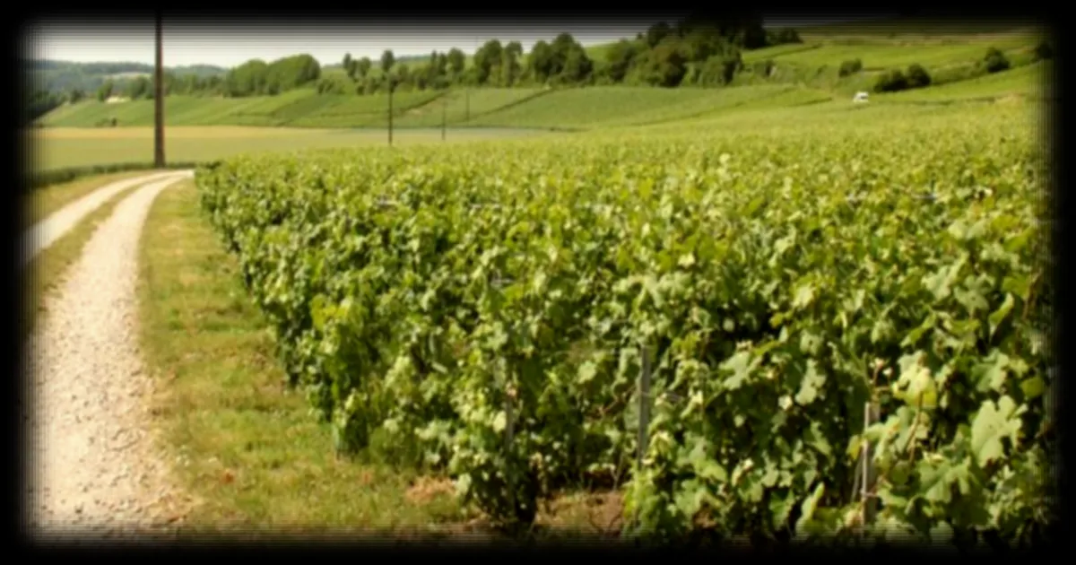 Production mondiale de vin en 2025 : une filière sous tension face à la baisse de rendement et aux coûts énergétiques