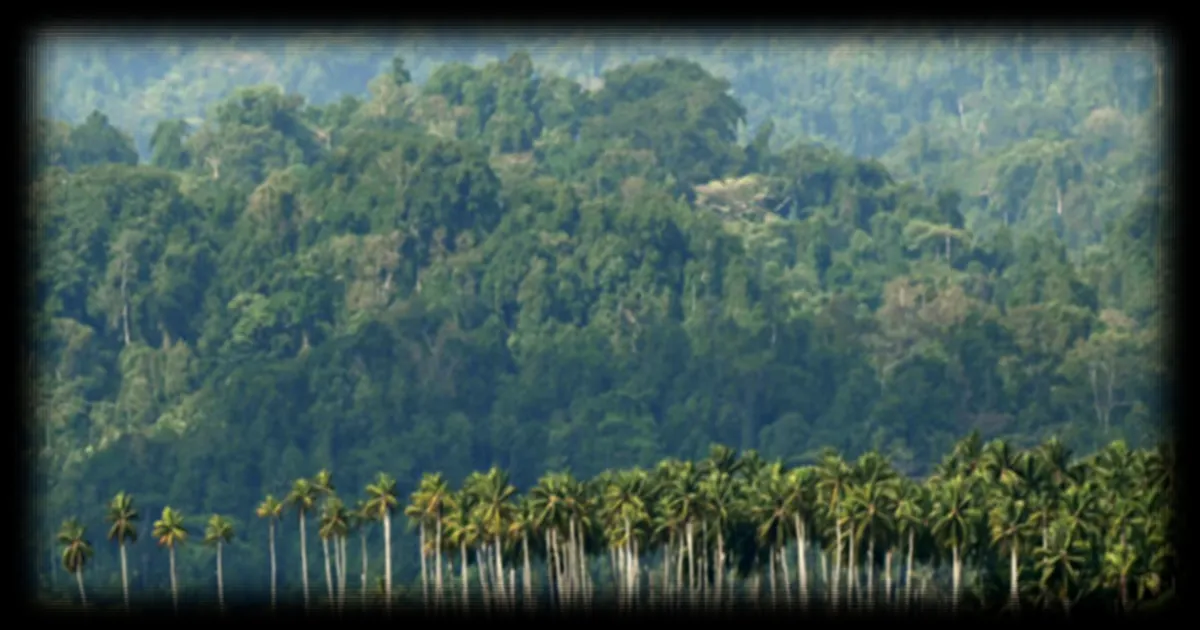 Projet controversé de développement sur l'île Grande Nicobar en Inde