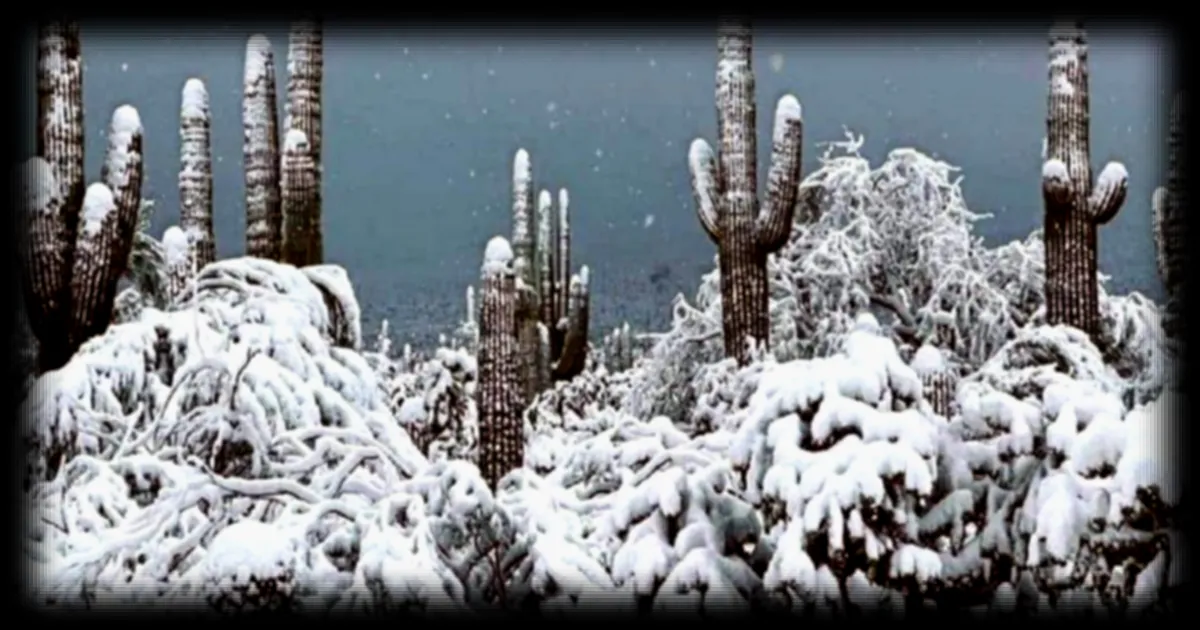 Quand la neige recouvre les cactus du désert de l'Arizona